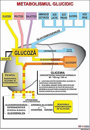 PLANSE ANATOMIE - Metabolismul glucidic