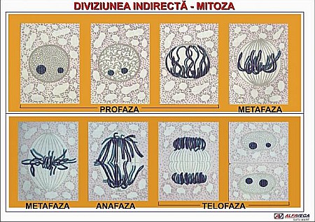 PLANSE BOTANICA - Mitoza