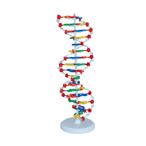GENETICA - Model ADN 60 cm – material didactic pentru genetică