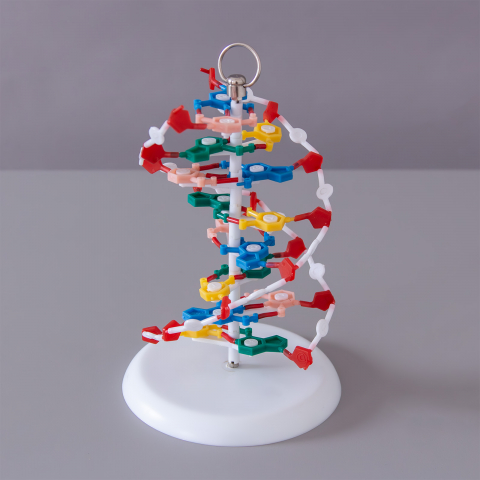GENETICA - Model ADN, inalt de 20 cm