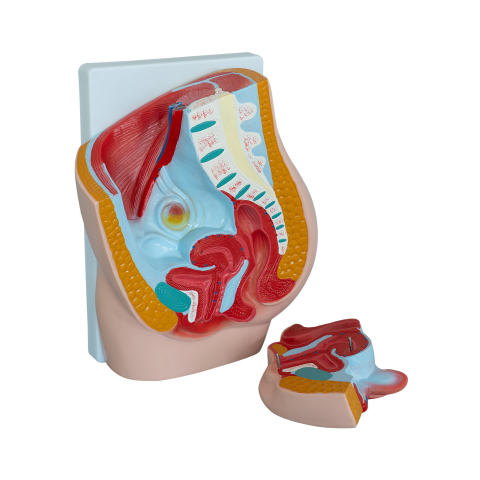 Model bazin feminin decompozabil – anatomie pelvină [0]