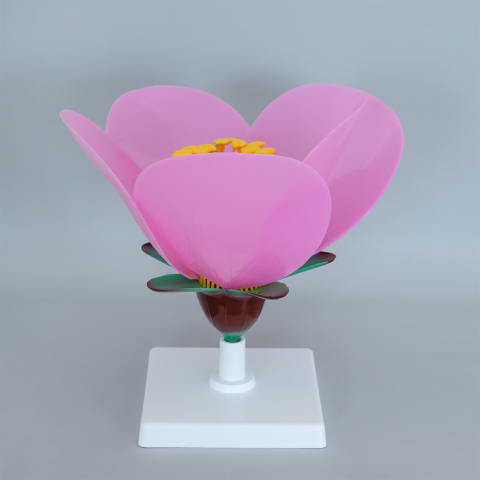 Model botanic floare de măr – material didactic [1]