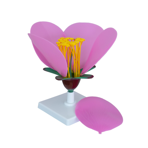 MULAJE BOTANICA - Model botanic floare de măr – material didactic