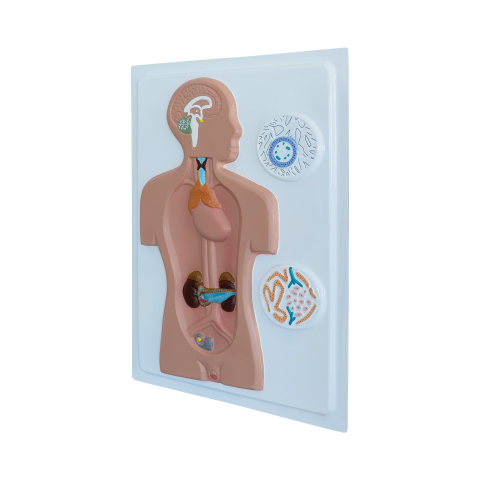 MULAJE ANATOMIE - Model didactic sistem endocrin uman – glande endocrine