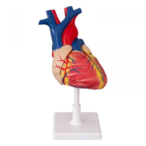 MULAJE ANATOMIE - Model inima