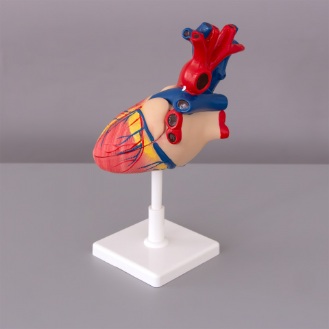 Model inima [1]