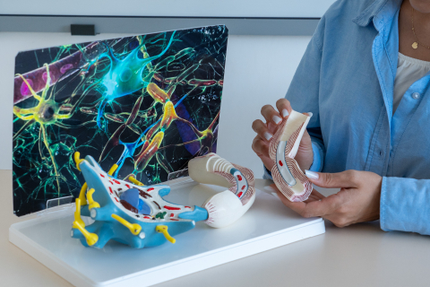 Model anatomic neuron – celulă nervoasă [2]