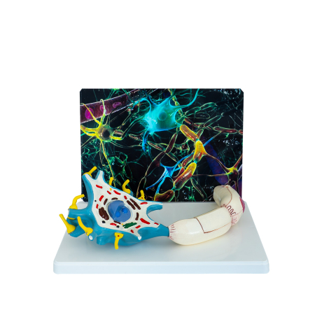 MULAJE ANATOMIE - Model anatomic neuron – celulă nervoasă
