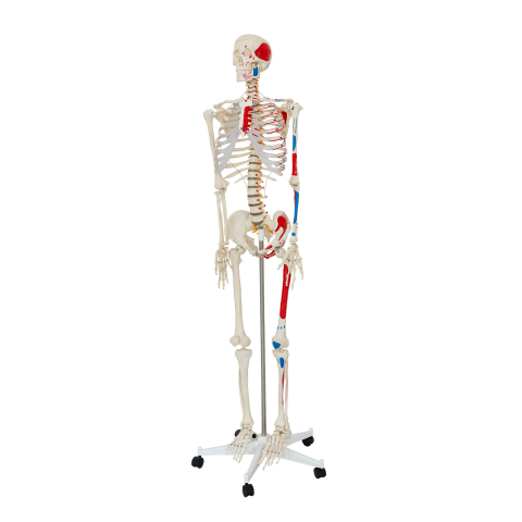 MULAJE ANATOMIE - Model schelet uman cu mușchi și ligamente, 170 cm, pe suport