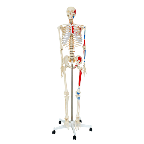 Model schelet uman cu mușchi și ligamente, 170 cm, pe suport [1]