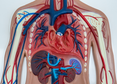 Model sistem circulator uman în relief [2]