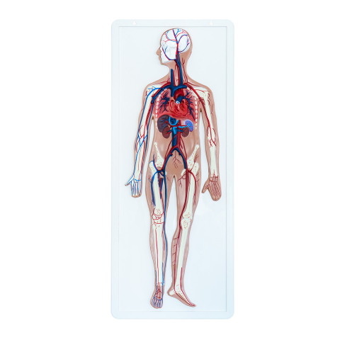 MULAJE ANATOMIE - Model sistem circulator uman în relief