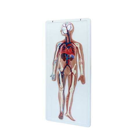 Model sistem circulator uman în relief [1]
