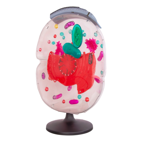 MULAJE BOTANICA - Model transparent, celula vegetală