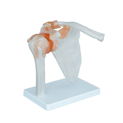 MULAJE ANATOMIE - Model umăr cu articulații și ligamente – sistem osos