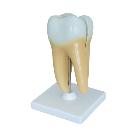 Model anatomic dinte sănătos cu două rădăcini – secțiune [0]
