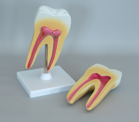 Model anatomic dinte sănătos cu două rădăcini – secțiune [1]
