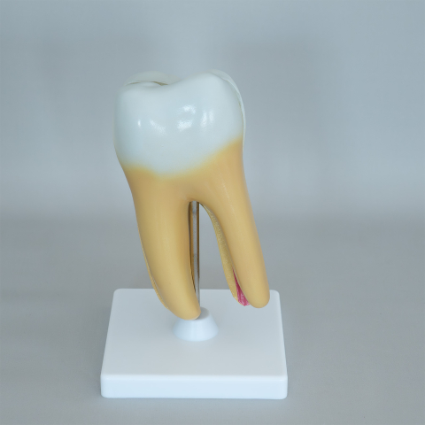 Model anatomic dinte sănătos cu două rădăcini – secțiune [2]