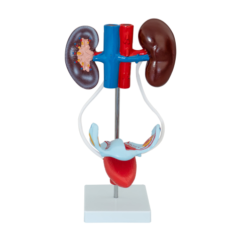 Mulaj sistem urinar feminin – model anatomic [1]