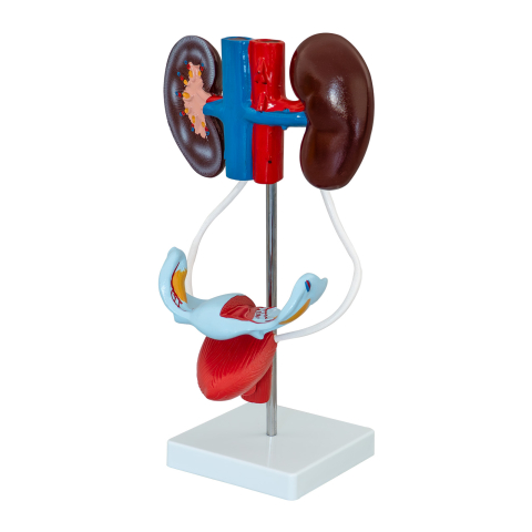 Mulaj sistem urinar feminin – model anatomic [0]