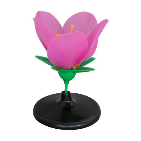 MULAJE BOTANICA - Model botanic floare de cireș sălbatic – material didactic
