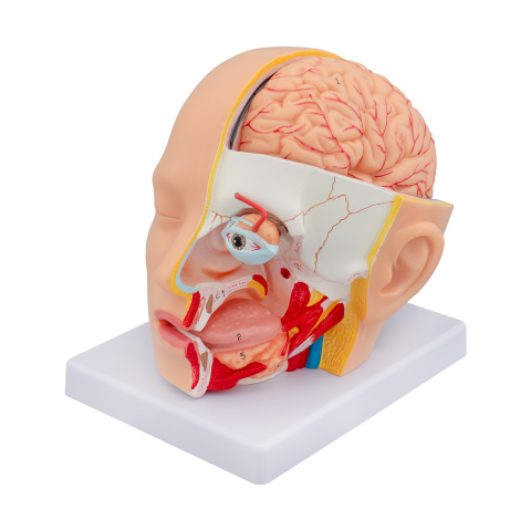 Mulaj anatomic cap uman – 4 părți detașabile [0]
