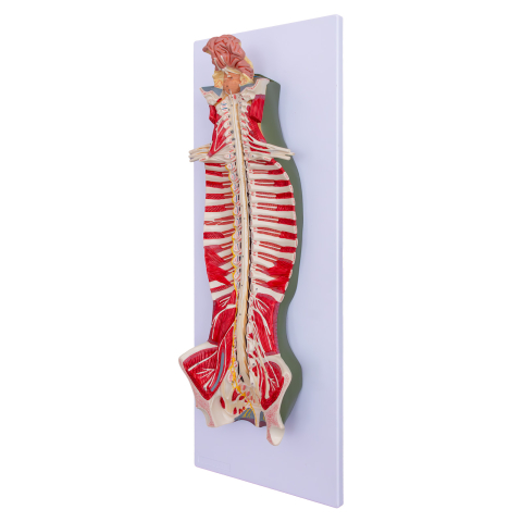 MULAJE ANATOMIE - Mulaj coloană vertebrală cu encefal și sistem nervos