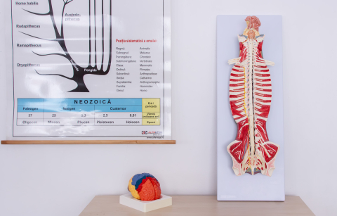 Mulaj coloană vertebrală cu encefal și sistem nervos [3]