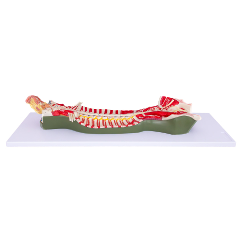 Mulaj coloană vertebrală cu encefal și sistem nervos [2]