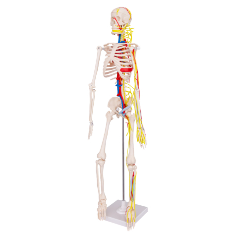 MULAJE ANATOMIE - Mulaj schelet uman cu nervi și vase de sânge