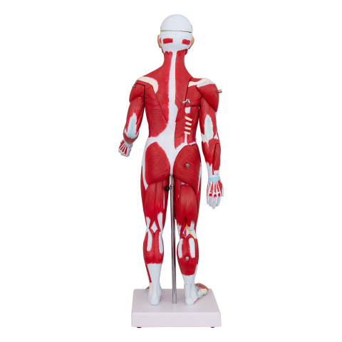 Mulaj sistem muscular, 30 părți [2]