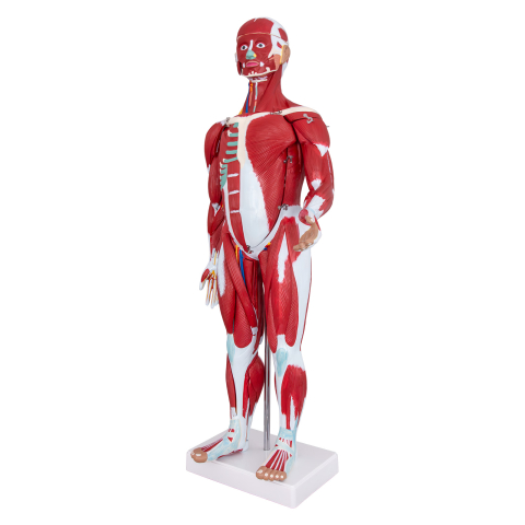 MULAJE ANATOMIE - Mulaj sistem muscular, 30 părți