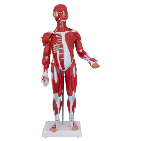 Mulaj sistem muscular, 30 părți [1]