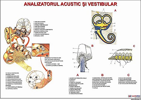 PLANSE ANATOMIE - Organe auditive