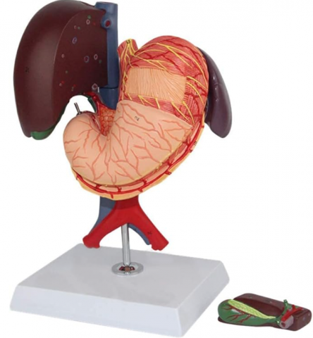 MULAJE ANATOMIE - Organe interne: stomac, ficat, pancreas, duoden și splina