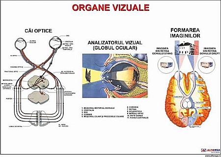 PLANSE ANATOMIE - Organe vizuale