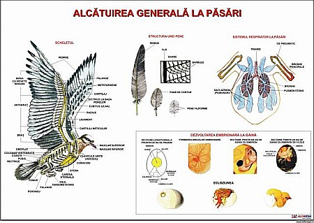 PLANSE ZOOLOGIE - Pasari