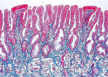 Păsări și mamifere – set de 10 preparate microscopice [6]