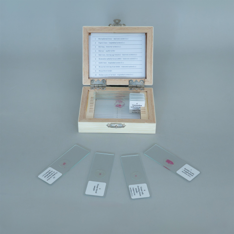 Păsări și mamifere – set de 10 preparate microscopice [2]