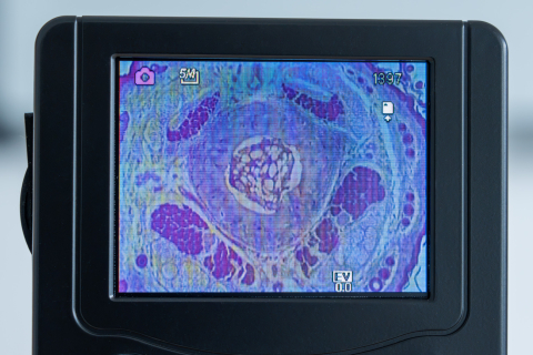 Păsări și mamifere – set de 10 preparate microscopice [5]