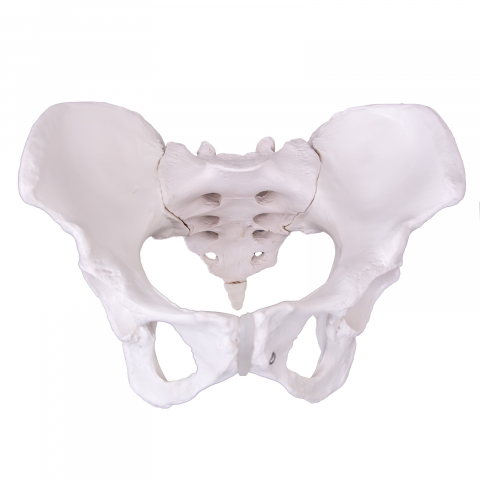 MULAJE ANATOMIE - Pelvis cu ligamente la femeie