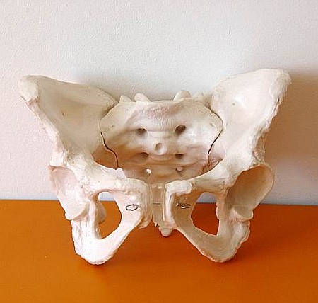 Pelvis cu ligamente la femeie [4]