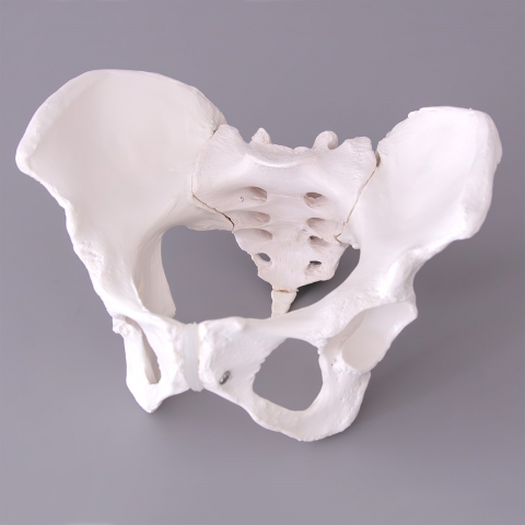 Pelvis cu ligamente la femeie [2]