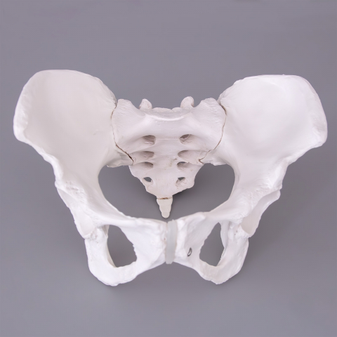 Pelvis cu ligamente la femeie [1]