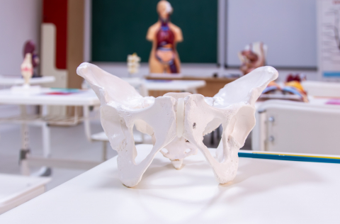 Pelvis cu ligamente la femeie [3]