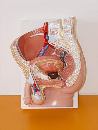 Pelvis masculin [3]