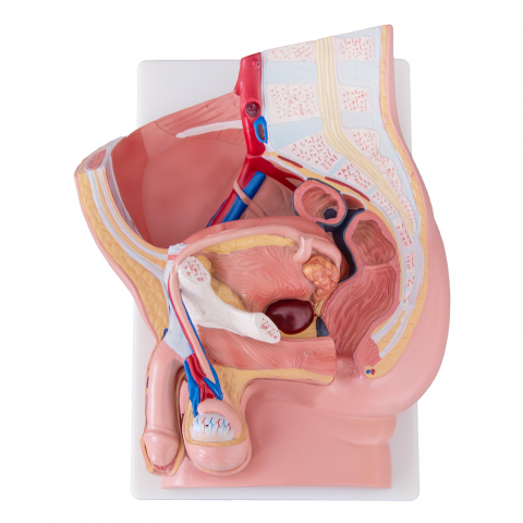 MULAJE ANATOMIE - Pelvis masculin