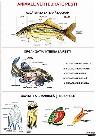 PLANSE ZOOLOGIE - Pesti (Animale vertebrate)