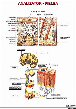 PLANSE ANATOMIE - Pielea