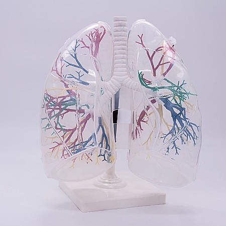 MULAJE ANATOMIE - Plămân transparent